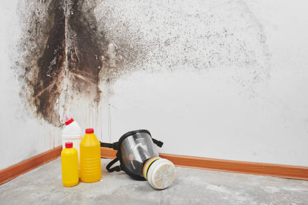 Best Black Mold Removal  in Tucson Estates, AZ