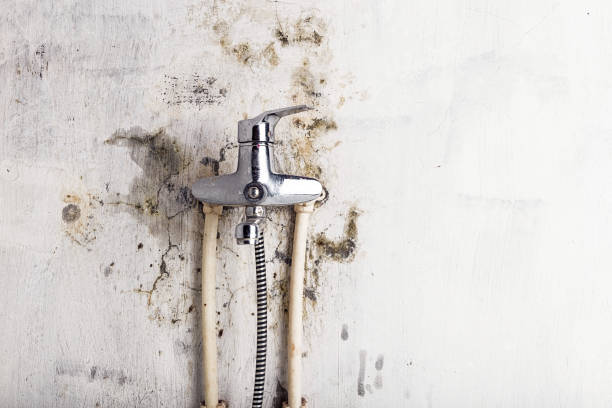 Best Certified Mold Removal  in Tucson Estates, AZ