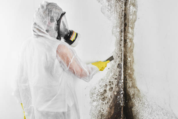 Best Residential Mold Removal  in Tucson Estates, AZ