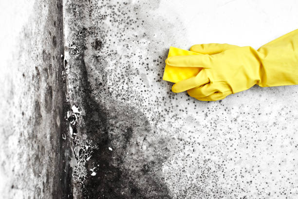 Best Emergency Mold Removal  in Tucson Estates, AZ