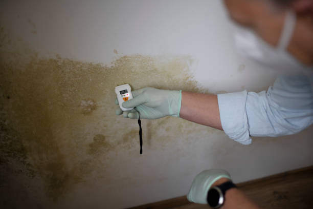 Best Mold Damage Repair  in Tucson Estates, AZ