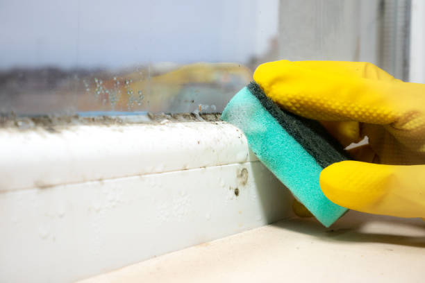 Best Local Mold Removal Service  in Tucson Estates, AZ