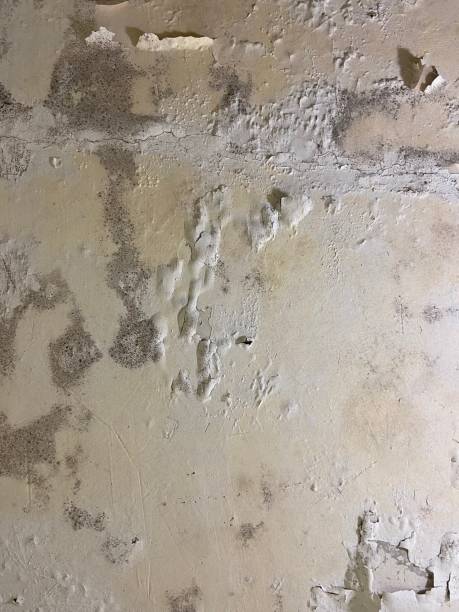 Mold Removal Process in Tucson Estates, AZ