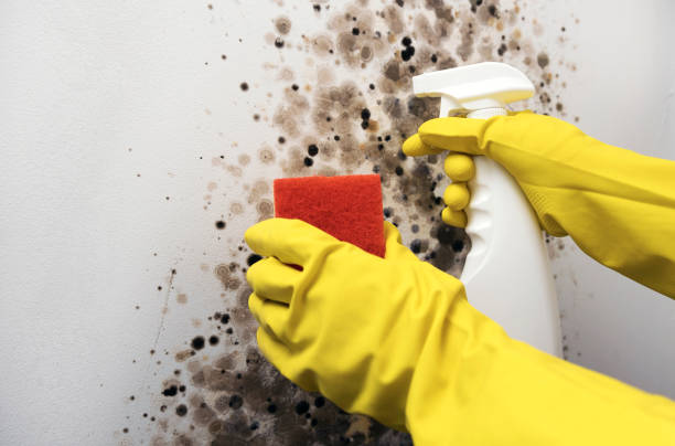 Best Attic Mold Removal  in Tucson Estates, AZ