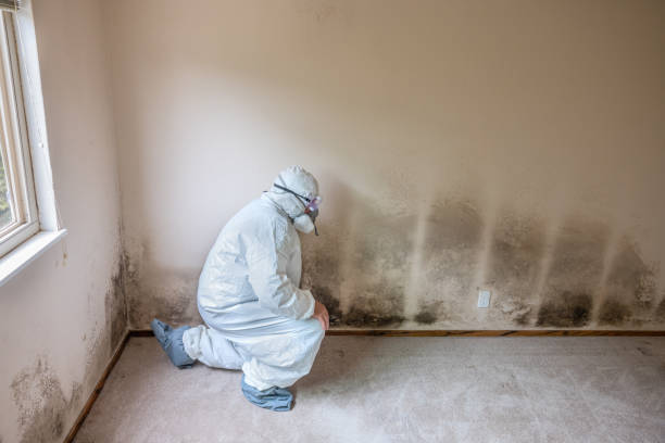 Best Toxic Mold Removal  in Tucson Estates, AZ
