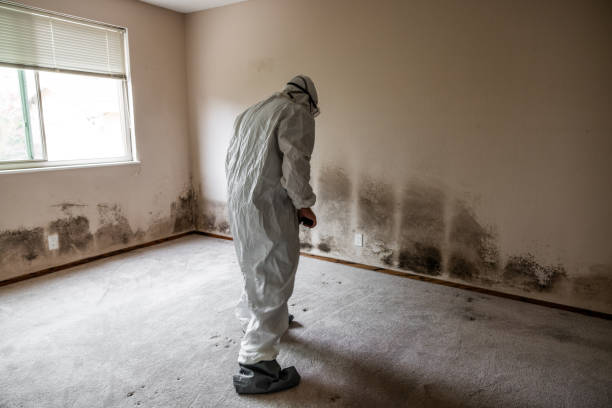 Best Mold Testing  in Tucson Estates, AZ