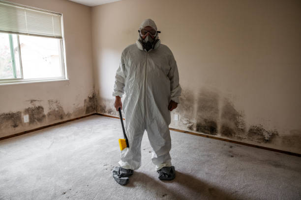 Best Same-Day Mold Removal  in Tucson Estates, AZ