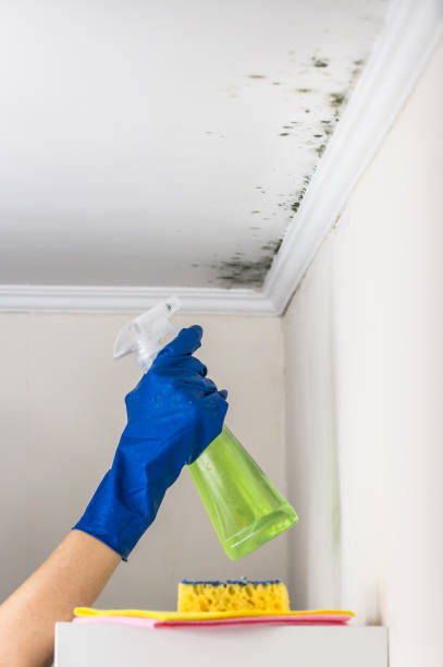 Best Office Mold Removal Services  in Tucson Estates, AZ